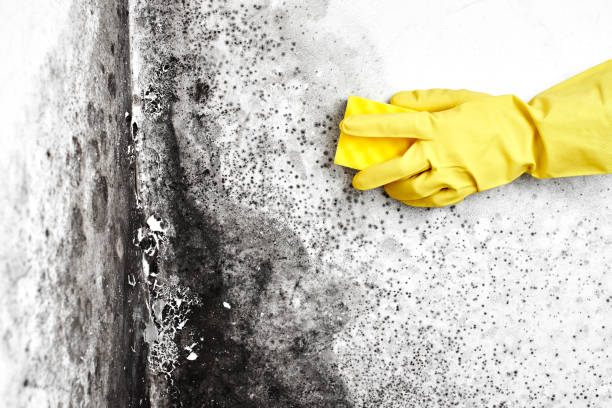 Best Best Mold Removal Companies  in Bucyrus, OH