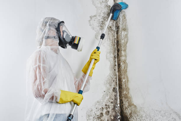 Best Same-Day Mold Removal  in Bucyrus, OH