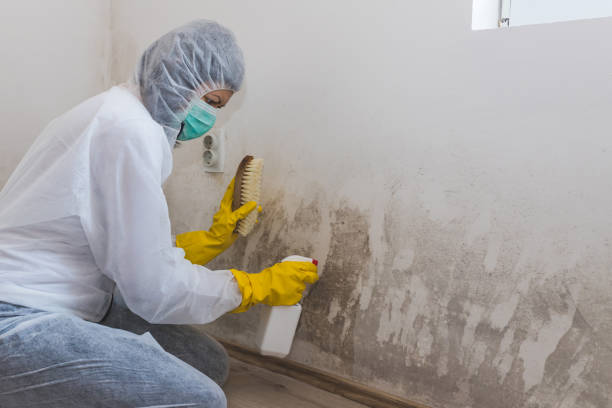 Best Residential Mold Removal  in Bucyrus, OH