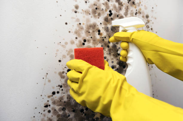 Best Certified Mold Removal  in Bucyrus, OH