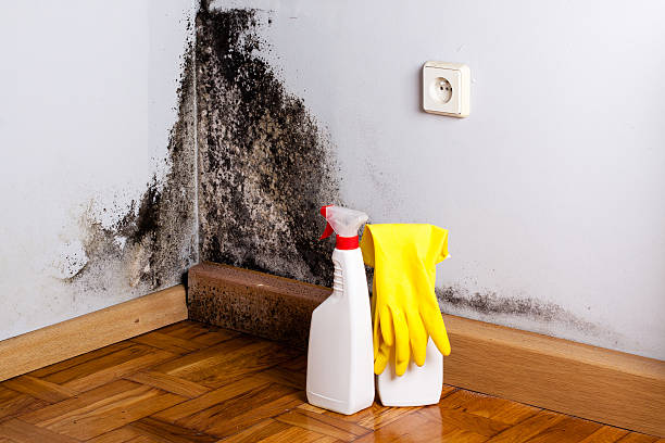 Best Mold Removal Company Near Me  in Bucyrus, OH