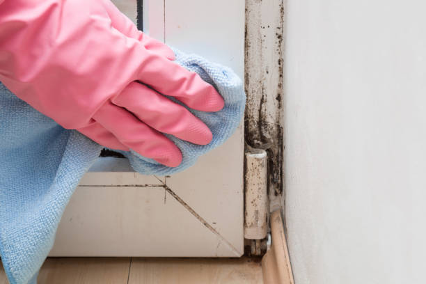 Best Mold Remediation  in Bucyrus, OH